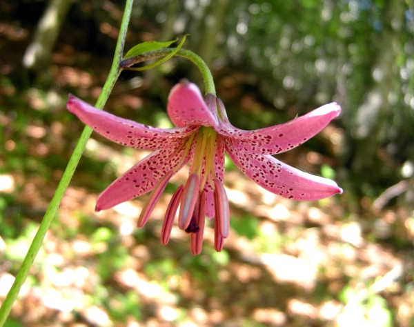 Lilium martagon / Giglio martagone